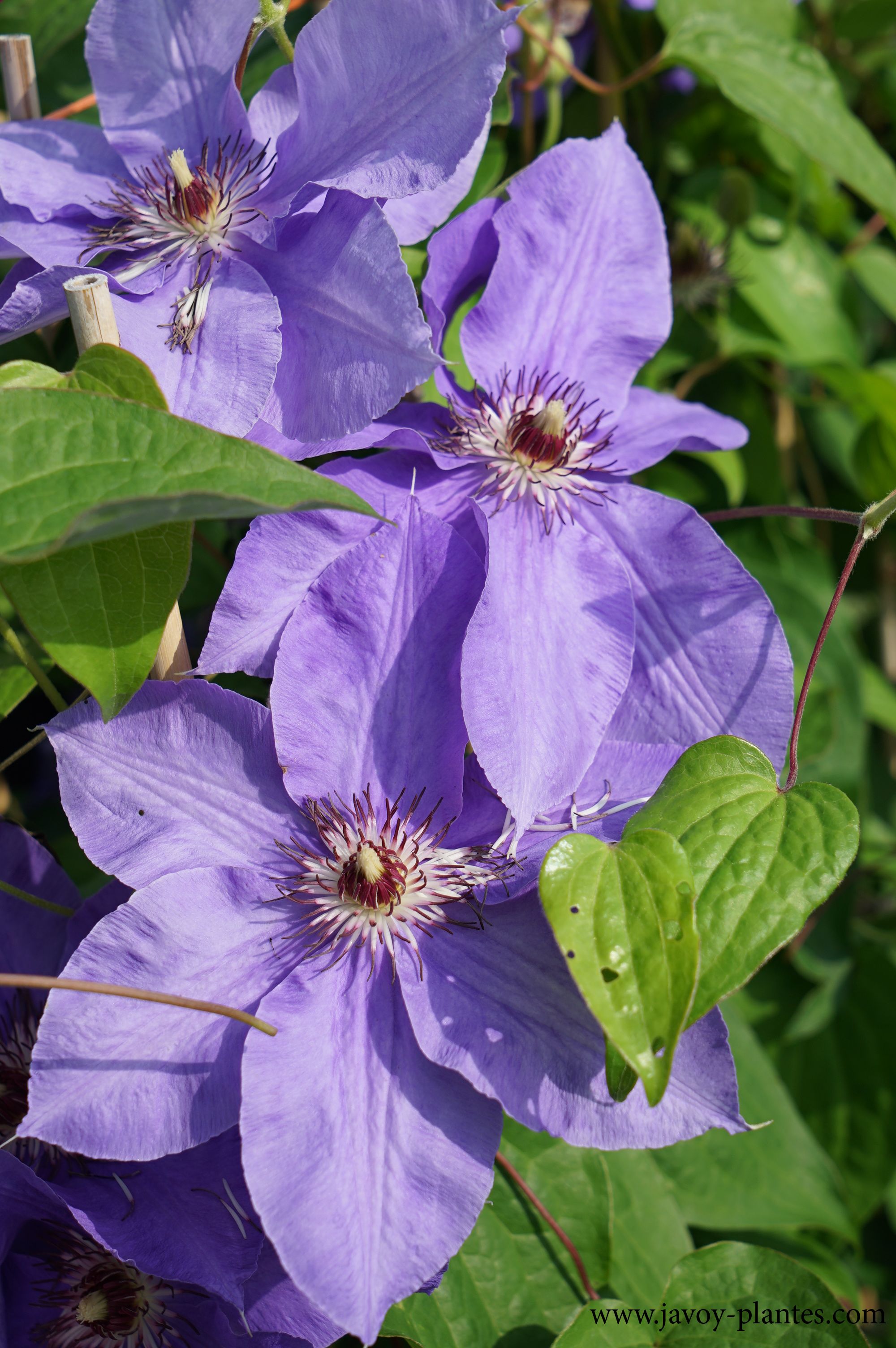 Clematis 'Lord Nevill'